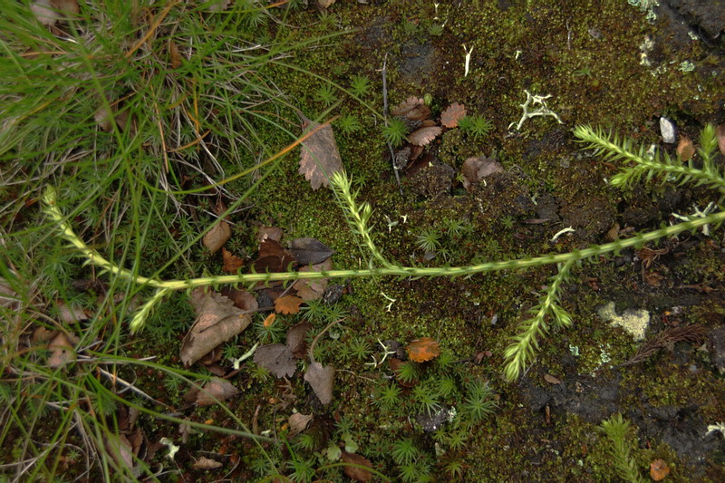 Image of Lycopodium annotinum specimen.