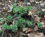 Hylotelephium triphyllum. Молодые побеги. Московская область, Боровский курган, крутой открытый склон. 01.05.2011.