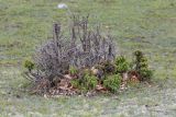Juniperus rigida subspecies litoralis. Усыхающее растение. Приморский край, Лазовский р-н, Лазовский запов., берег бухты Просёлочная, песчаная морская терраса, приморский луг. 12.06.2026.