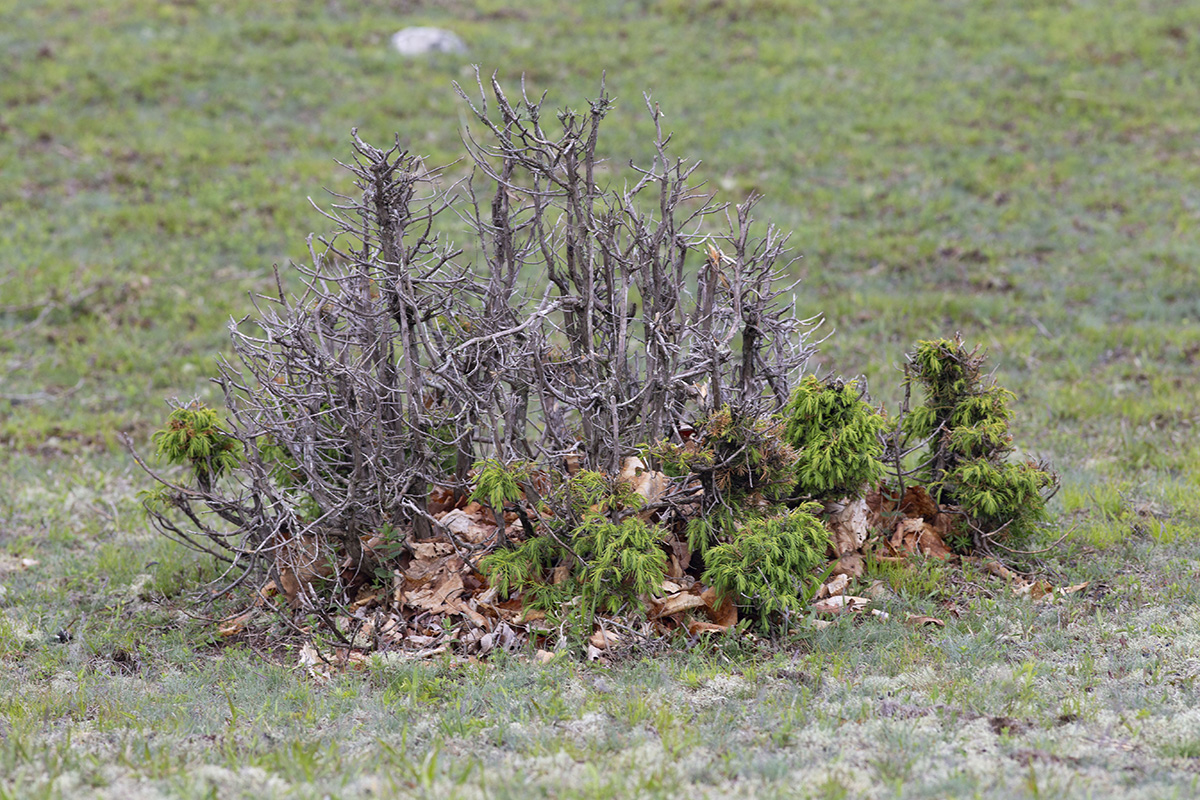 Image of Juniperus rigida ssp. litoralis specimen.