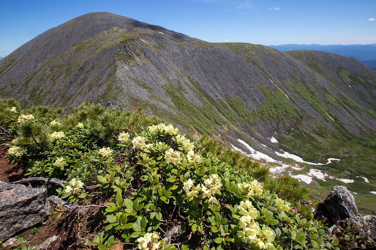 Изображение особи Rhododendron aureum.