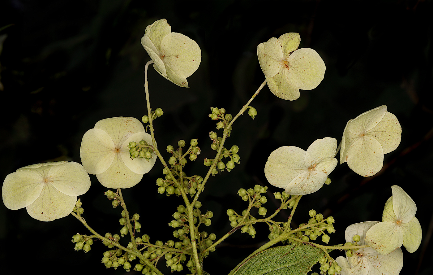 Изображение особи Hydrangea heteromalla.