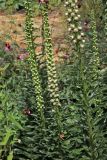 Digitalis ferruginea. Зацветающие растения. Белгородская обл., пос. Ракитное, ул. Сосновая, 2, в культуре. 8 июля 2026 г.