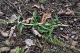 genus Trifolium. Сорванное цветущее растение. Грузия, край Самцхе-Джавахети, Ахалцихский муниципалитет, левый борт р. Цинубанисцкали, 1,8 км выше по течению от горячего источника Цинубани, гребень небольшого отрога, выс. 1150 м н.у.м., под дубами. 9 июня 2026 г.