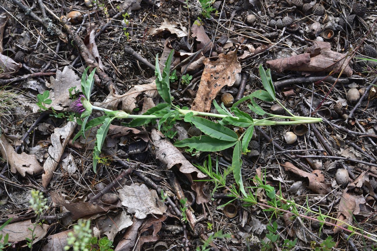 Image of genus Trifolium specimen.