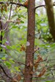 Aesculus hippocastanum. Часть ствола молодого дерева с усыхающими листьями. Беларусь, Брестская обл., Каменецкий р-н, окр. дер. Бобинка, смешанный сосново-лиственный лес. 02.07.2026.