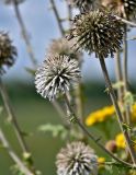 Смотреть изображение Echinops sphaerocephalus