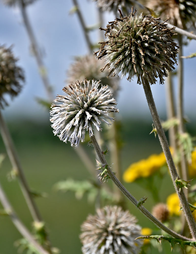 Изображение особи Echinops sphaerocephalus.