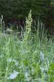 Rumex confertus