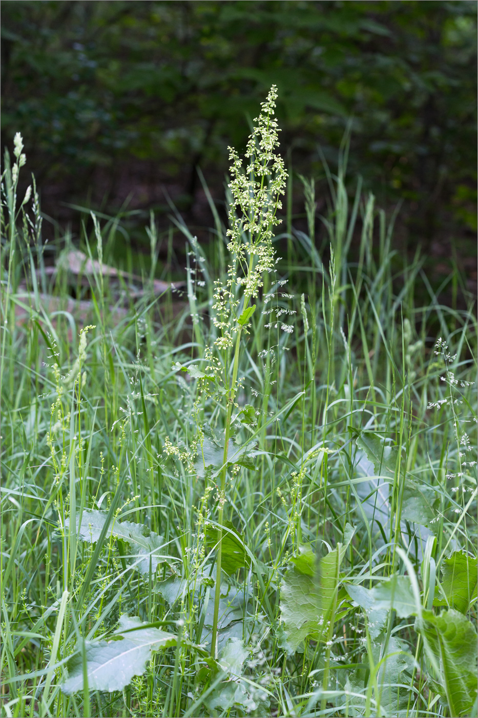 Image of Rumex confertus specimen.