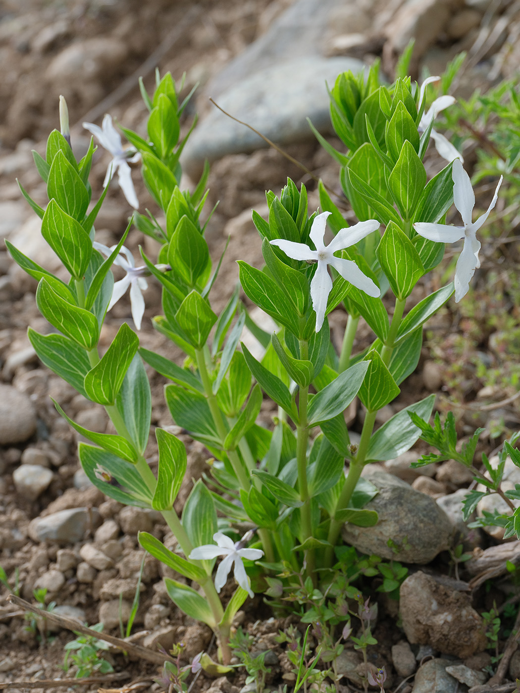 Image of Vinca erecta specimen.