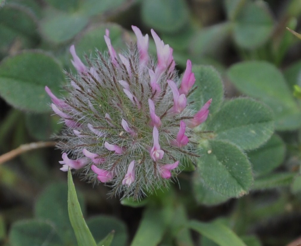 Изображение особи род Trifolium.