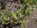 Scutellaria tuminensis. Часть цветущего и плодоносящего растения. Хабаровский край, г. Комсомольск-на-Амуре, обочина грунтовой дороги. 14.07.2026.