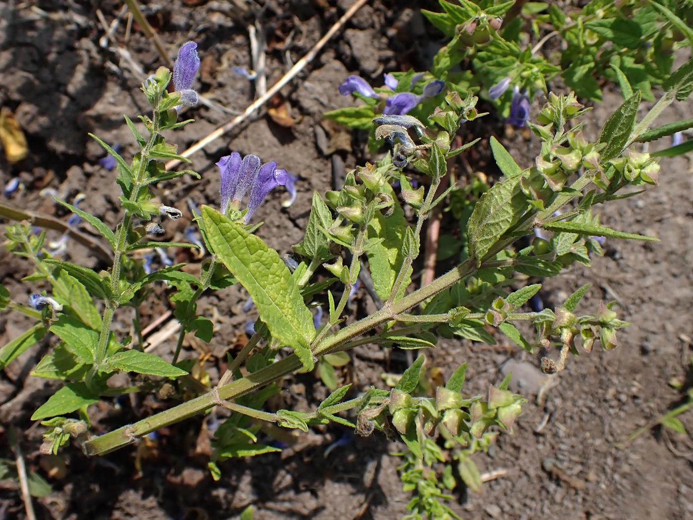 Image of Scutellaria tuminensis specimen.