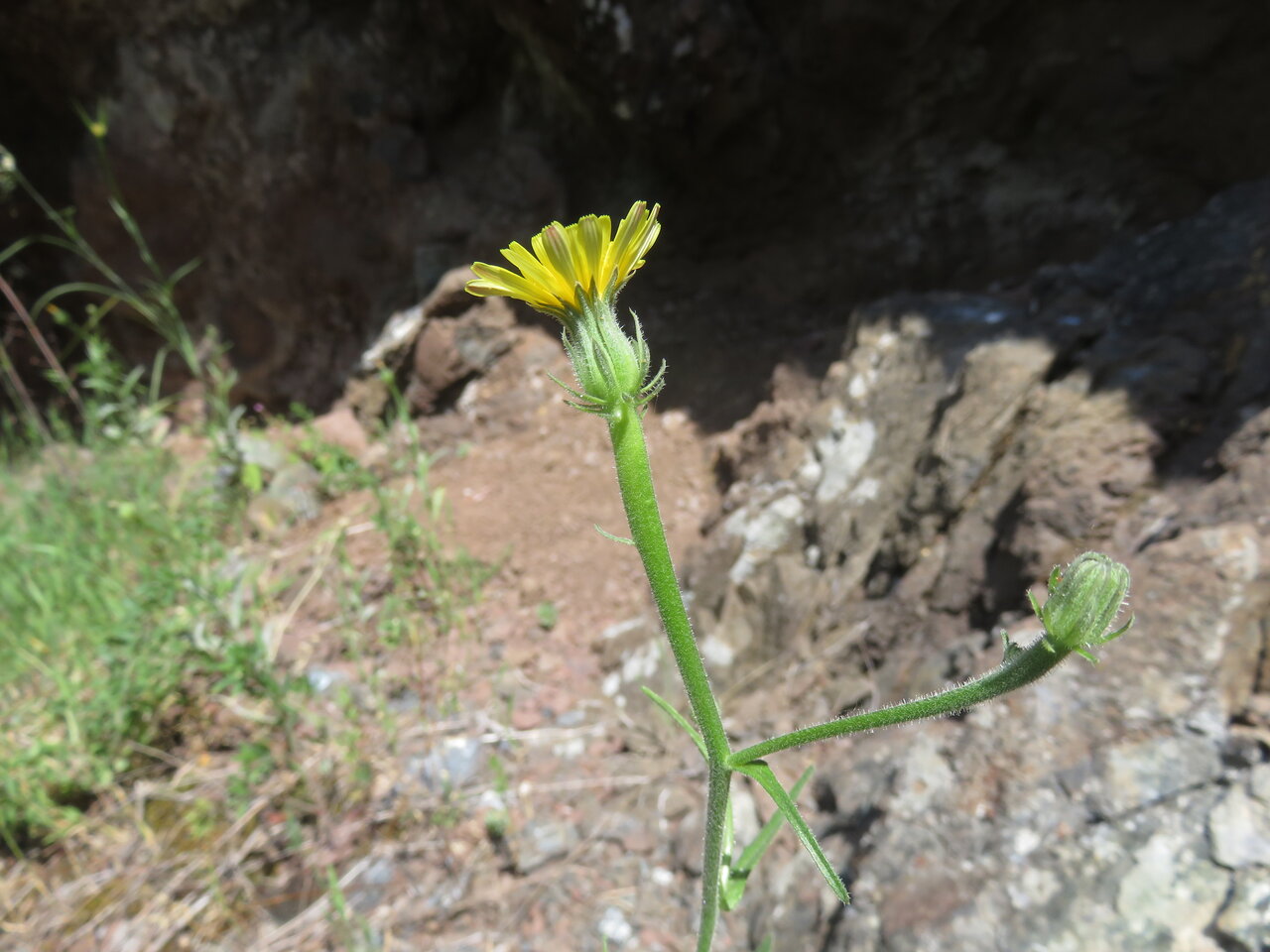 Image of Picris pauciflora specimen.