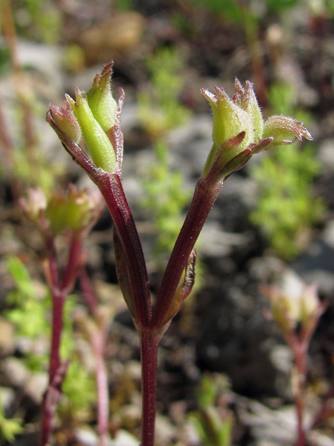 Image of Valerianella falconida specimen.