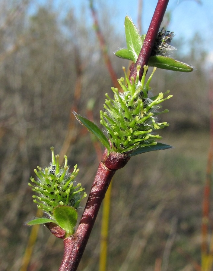 Изображение особи Salix phylicifolia.