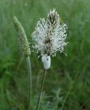 Plantago urvillei