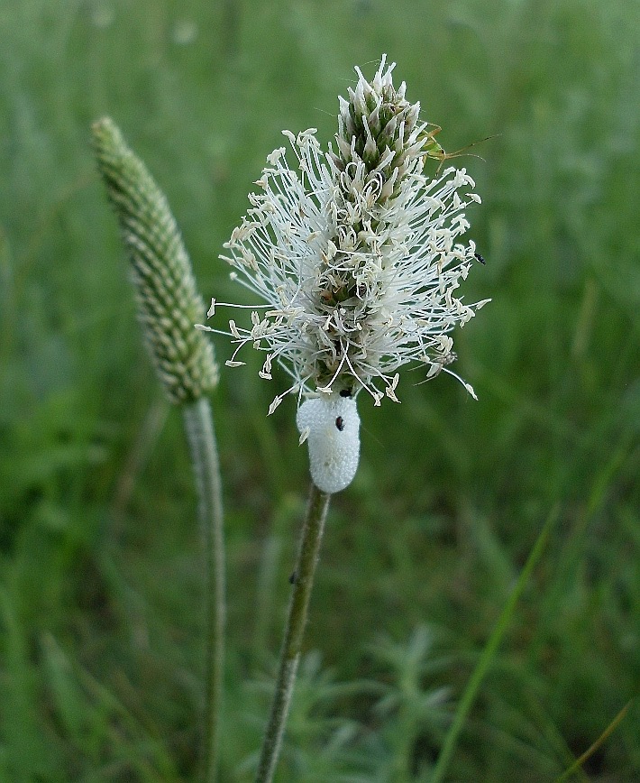 Изображение особи Plantago urvillei.