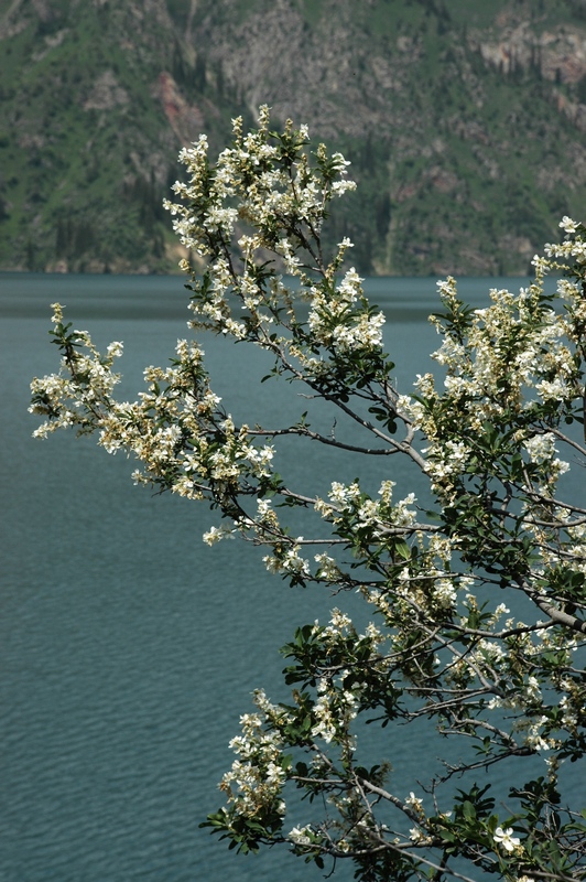 Image of Exochorda tianschanica specimen.