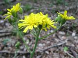 Hieracium gentile