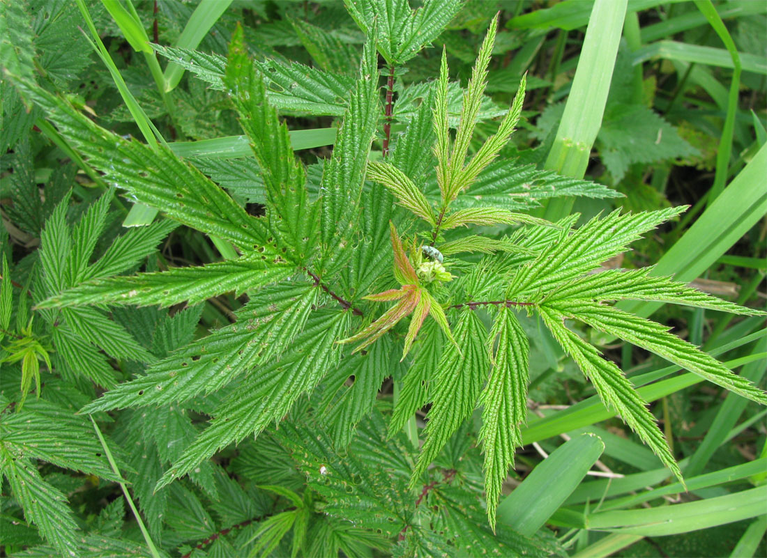 Image of Filipendula ulmaria ssp. denudata specimen.