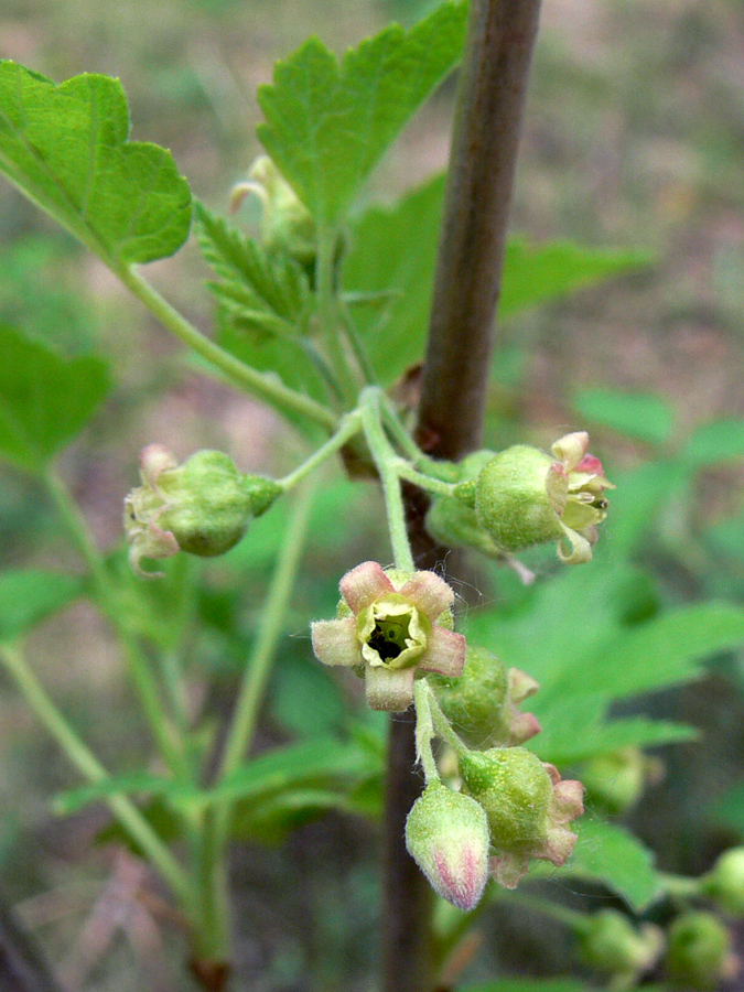 Изображение особи Ribes nigrum.