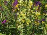 Rhinanthus vernalis