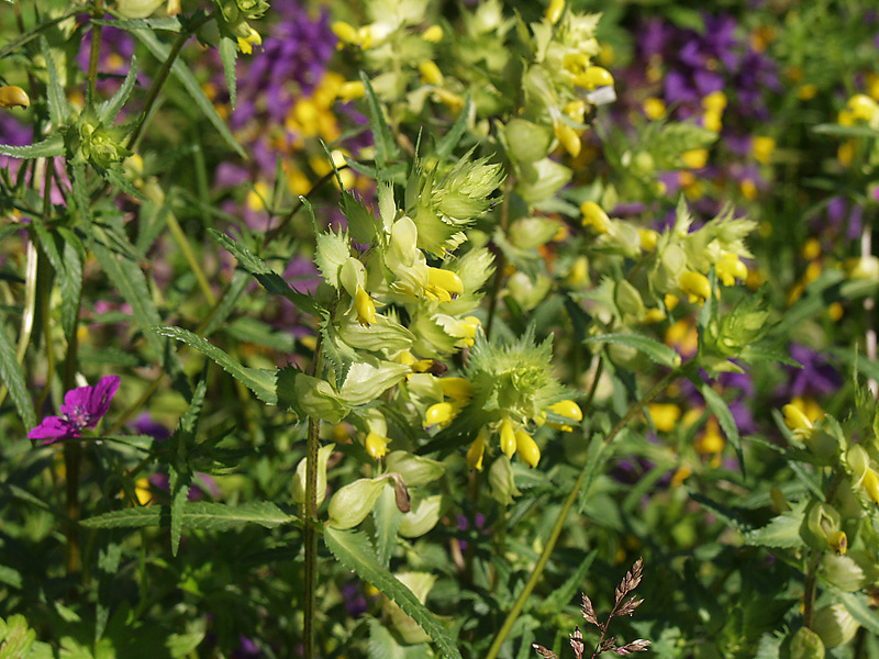 Изображение особи Rhinanthus vernalis.