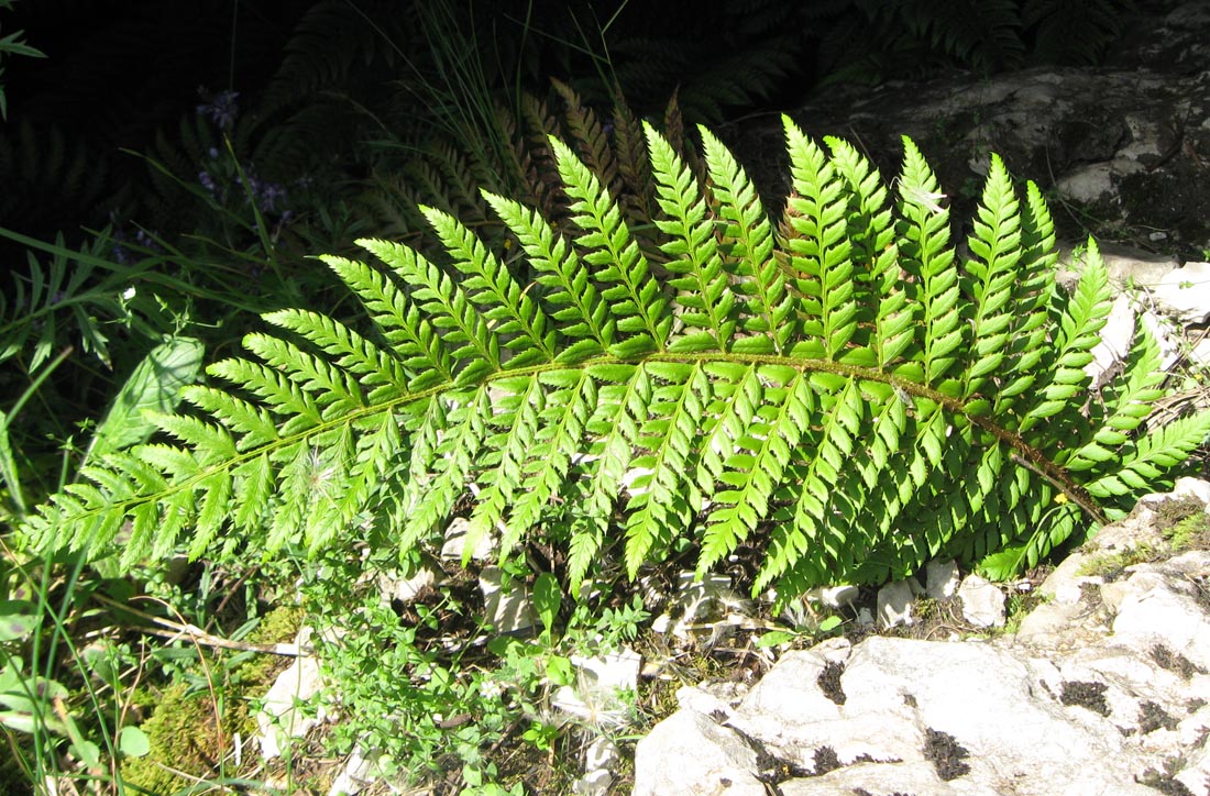 Image of Polystichum aculeatum specimen.