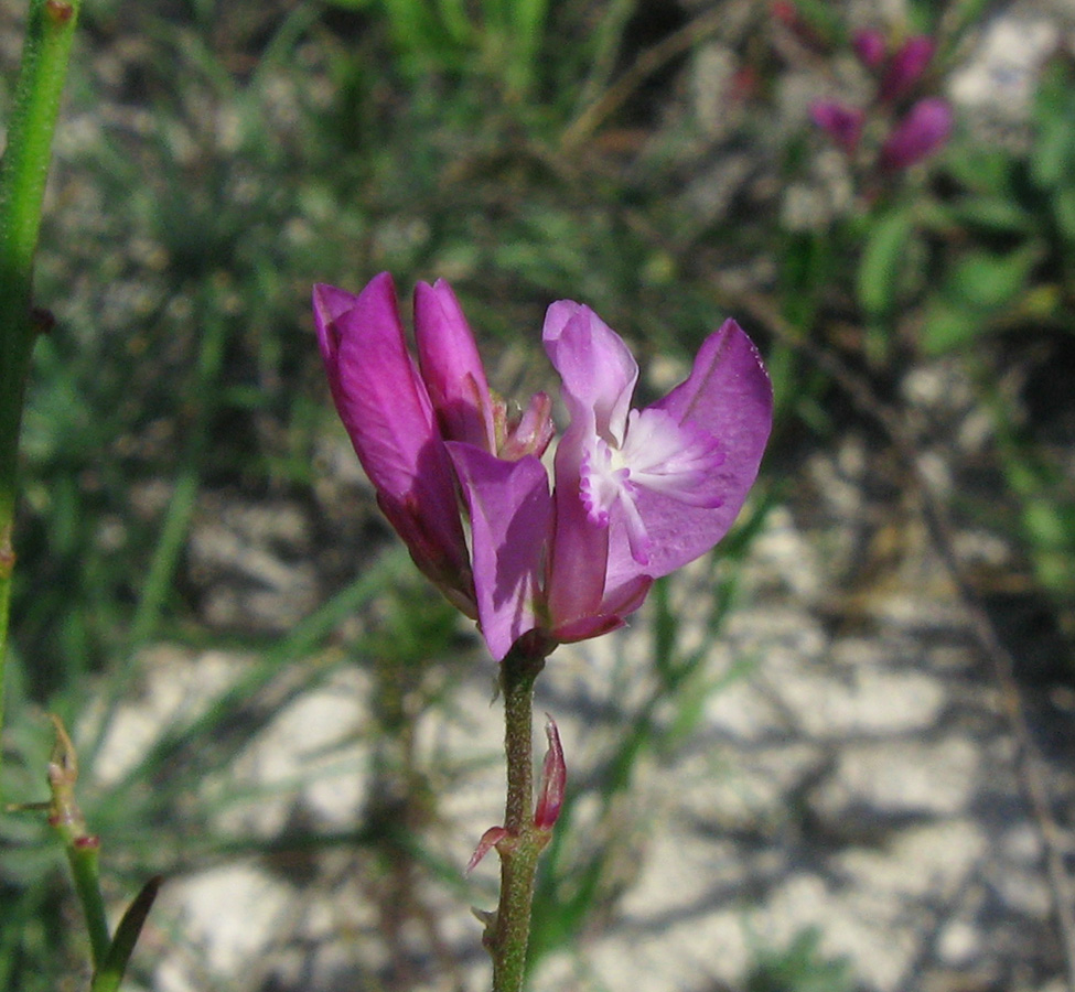 Image of Polygala cretacea specimen.