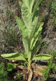 Verbascum thapsus. Нижняя часть цветущего растения. Архангельская обл., Вельский р-н, окр. пос. Усть-Шоноша, ж.-д. насыпь на склоне к р. Вель. 21.07.2011.