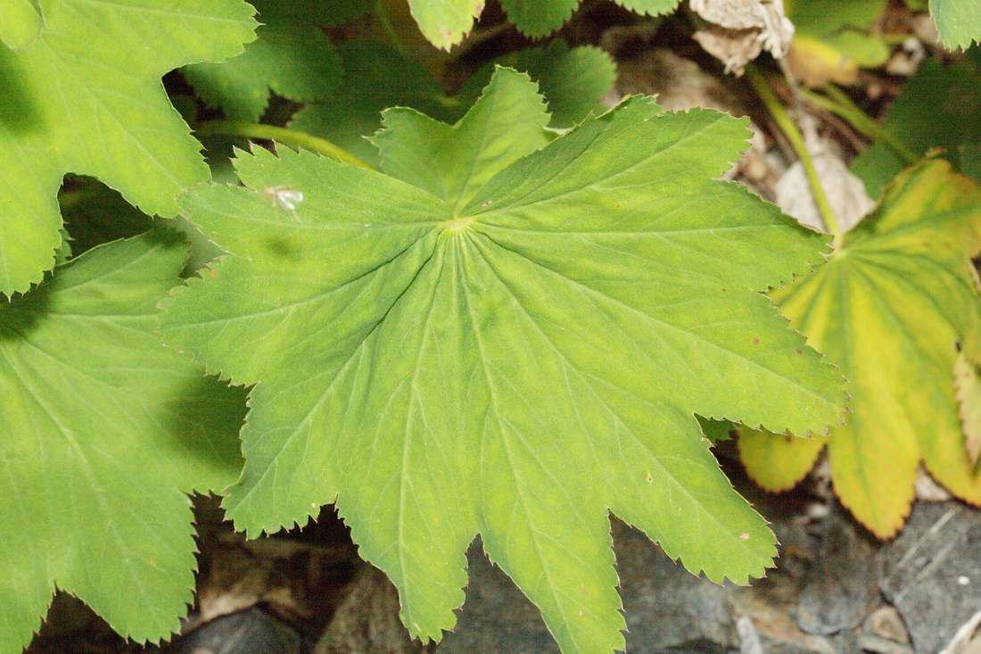 Изображение особи Alchemilla stricta.