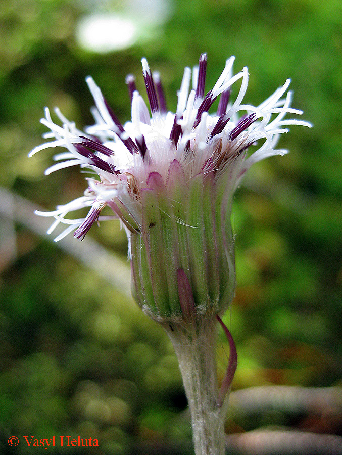 Image of Homogyne alpina specimen.