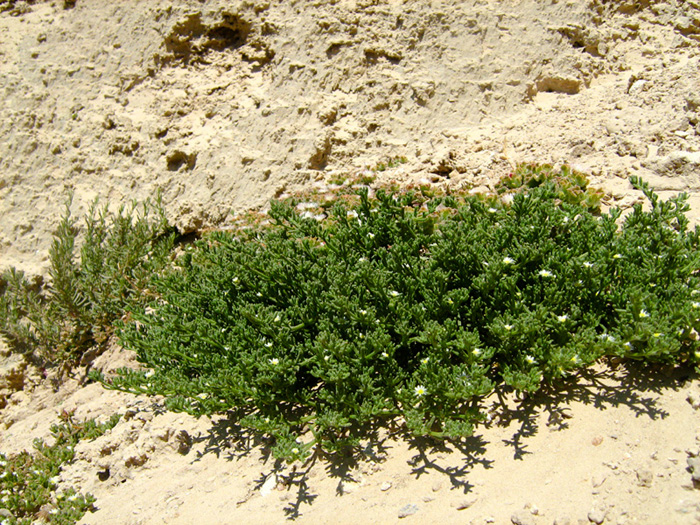 Image of Mesembryanthemum nodiflorum specimen.