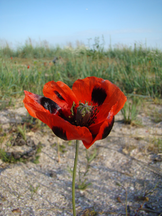 Image of Papaver laevigatum specimen.