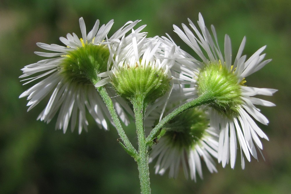 Image of Erigeron annuus specimen.