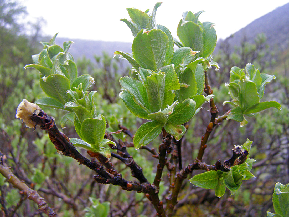 Изображение особи Salix lanata.