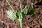 Potentilla crantzii. Верхние стеблевые листья. Свердловская обл., окр. г. Североуральск, опушка сосново-елового леса близ известнякового карьера. 15.06.2011.