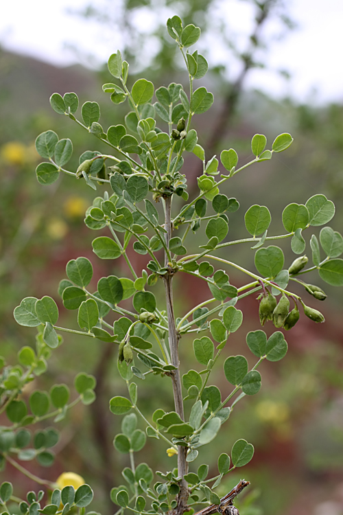 Image of Colutea paulsenii specimen.