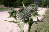 Cirsium vulgare