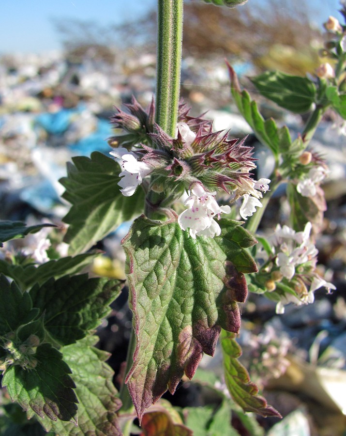 Изображение особи Nepeta cataria.