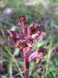 Orobanche bartlingii