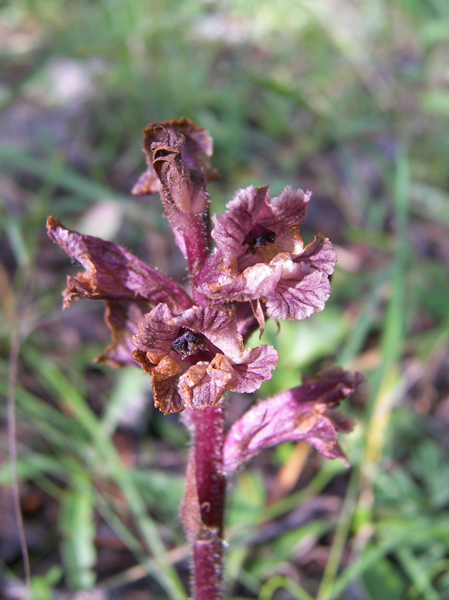 Image of Orobanche bartlingii specimen.
