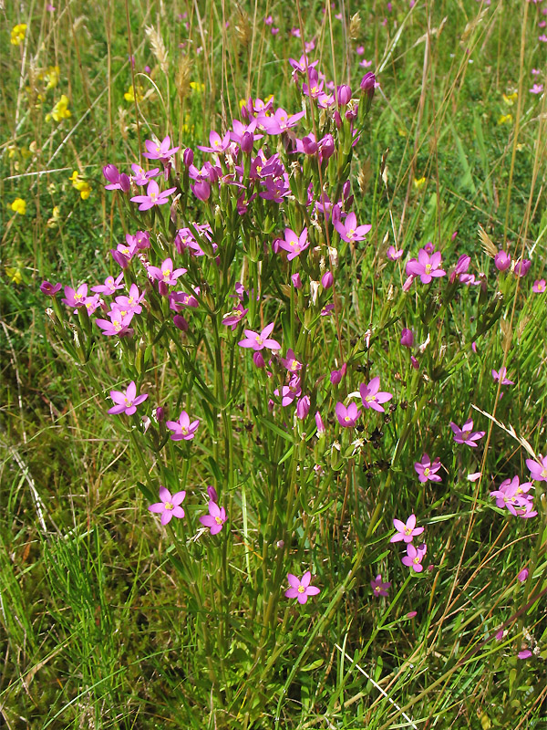 Изображение особи Centaurium littorale.