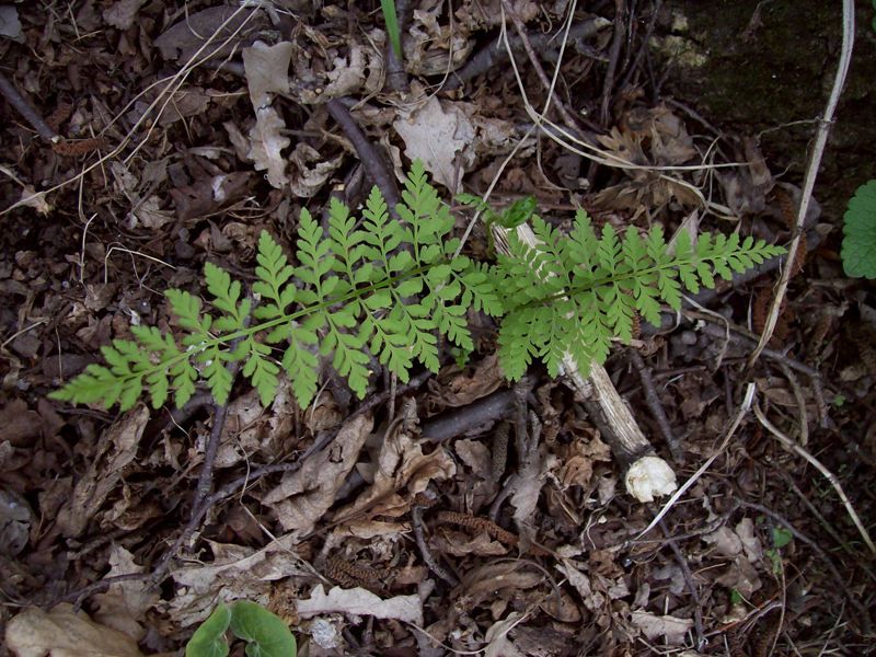 Изображение особи Cystopteris fragilis.