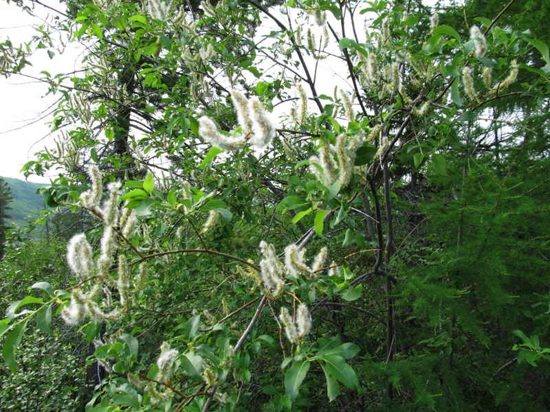 Изображение особи Salix jenisseensis.