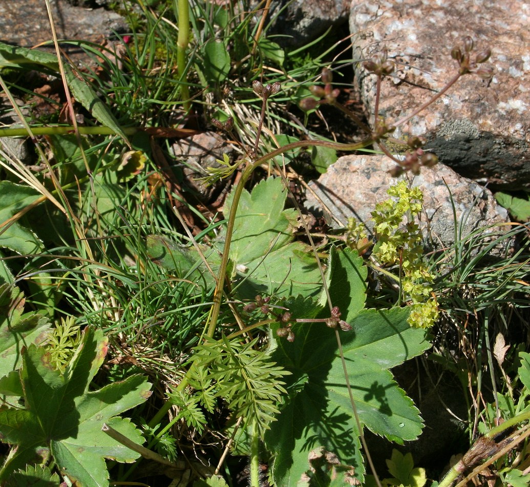 Image of Vicatia atrosanguinea specimen.