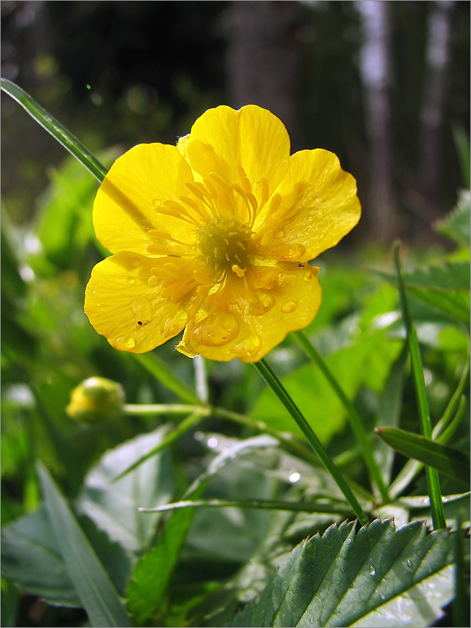 Изображение особи Ranunculus auricomus.