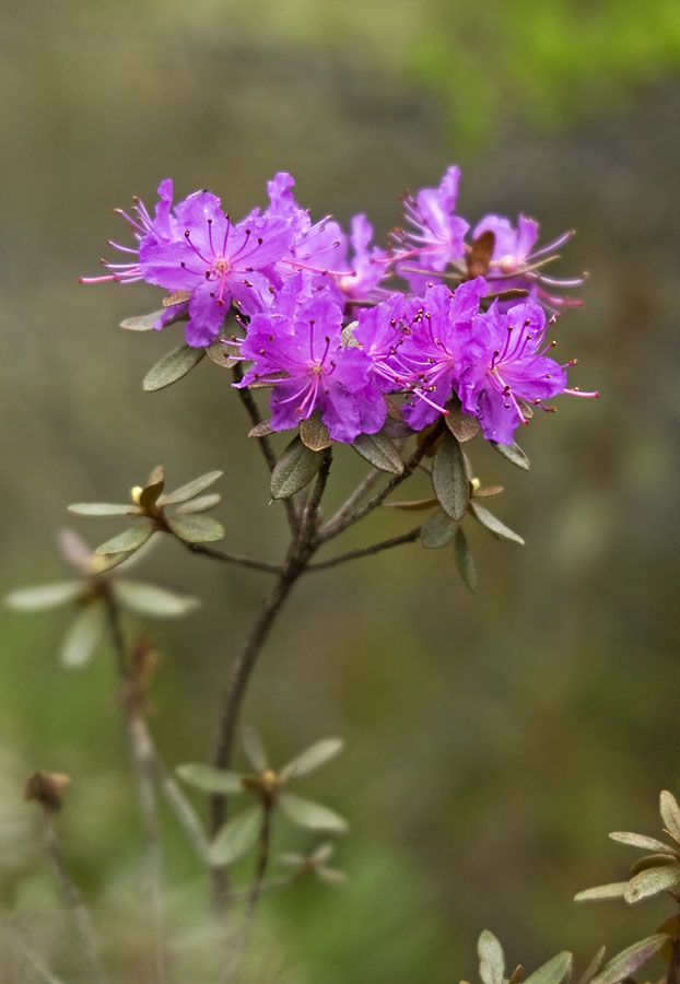 Изображение особи Rhododendron parvifolium.